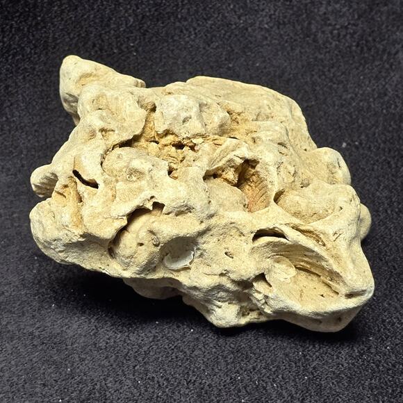 Genuine Fossilized Coral Reef Stone Ocean Coastal Home Decor Display Aqua - Picture 4 of 10